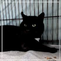 Thumbnail photo of Bagheera #2