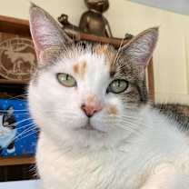 Thumbnail photo of Lavelle #1