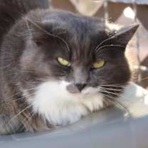 Thumbnail photo of Everly #1