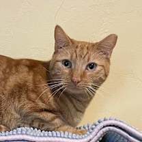 Thumbnail photo of Nindara #3