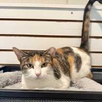 Thumbnail photo of Callie #1