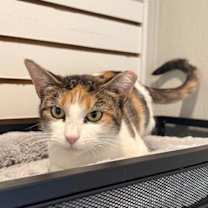 Thumbnail photo of Callie #2