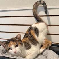 Thumbnail photo of Callie #3