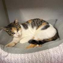 Thumbnail photo of Callie #4