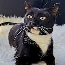 Thumbnail photo of BUD #2