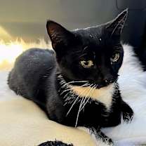 Thumbnail photo of BUD #3