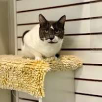 Thumbnail photo of Lavender #1