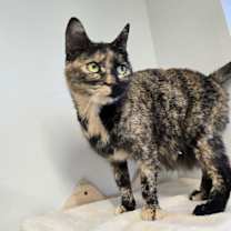 Thumbnail photo of Elsa #1