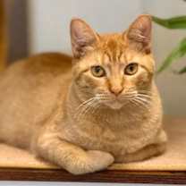 Thumbnail photo of Cinnamon #1