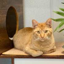 Thumbnail photo of Cinnamon #2