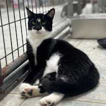 Thumbnail photo of Protractor  #4