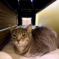 Thumbnail photo of Bartender  #4