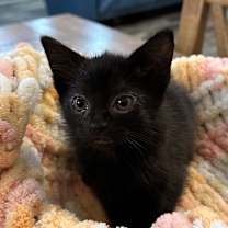 Thumbnail photo of Opal #2