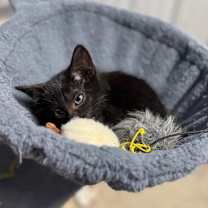 Thumbnail photo of Opal #4