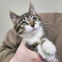 Thumbnail photo of Apple #1