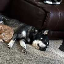 Thumbnail photo of Dash #1