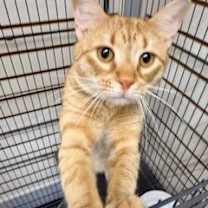 Thumbnail photo of Pumpkin #4