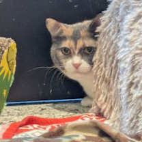 Thumbnail photo of Puddy #2