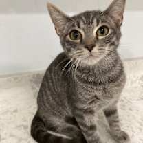 Thumbnail photo of Wheelz (Mall of NH) #1