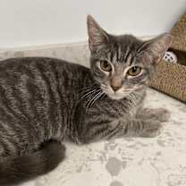 Thumbnail photo of Wheelz (Mall of NH) #2