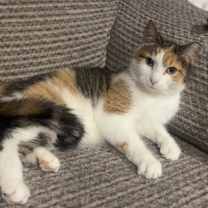 Thumbnail photo of Missgray #1