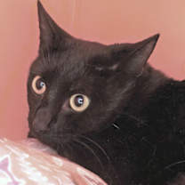 Thumbnail photo of Owl #2