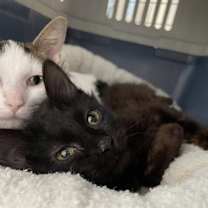 Thumbnail photo of Chocolate #1