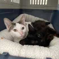 Thumbnail photo of Chocolate #2