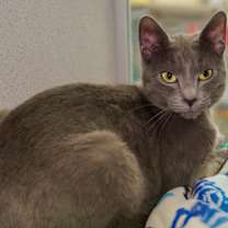 Thumbnail photo of Smoke #1