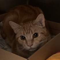 Thumbnail photo of CJ #2