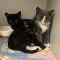 Thumbnail photo of Corvus #1