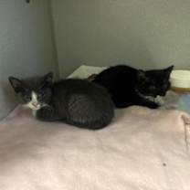 Thumbnail photo of Corvus #2