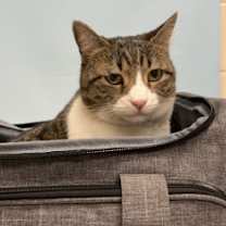 Thumbnail photo of Rexy #2