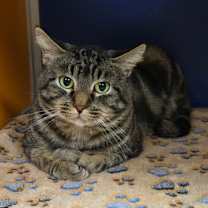 Thumbnail photo of Warlock #1