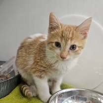 Thumbnail photo of Scrat #2