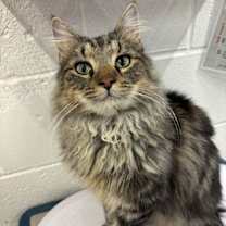 Thumbnail photo of Tumbleweed #1