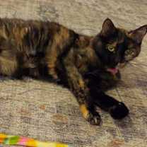 Thumbnail photo of Dojo* #1