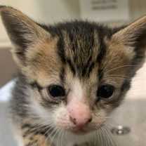 Thumbnail photo of Haydi #1