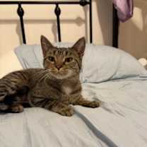 Thumbnail photo of Muffy #1