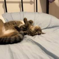 Thumbnail photo of Muffy #2