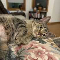 Thumbnail photo of Muffy #3