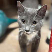 Thumbnail photo of Mr. Claus #1