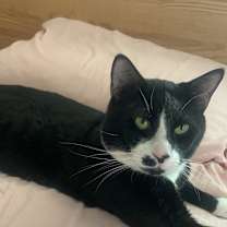 Thumbnail photo of Moose #2