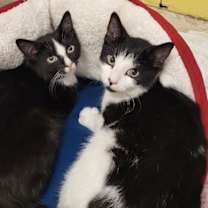 Thumbnail photo of Poppy #4