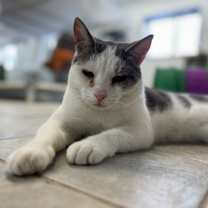 Thumbnail photo of Deran #1