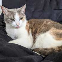 Thumbnail photo of Salie Sue #2