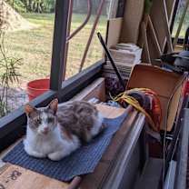 Thumbnail photo of Salie Sue #3