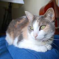 Thumbnail photo of Salie Sue #4