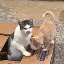 Thumbnail photo of Miss Kitty #1