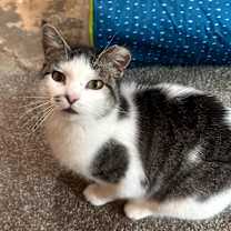 Thumbnail photo of Miss Kitty #2